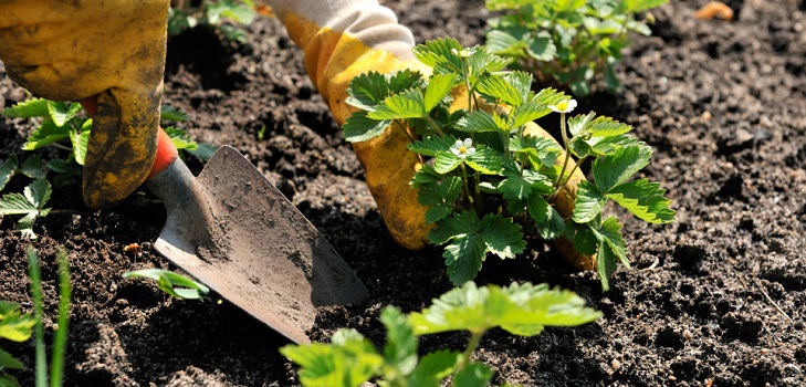 Transplanting strawberries Transplanting strawberries