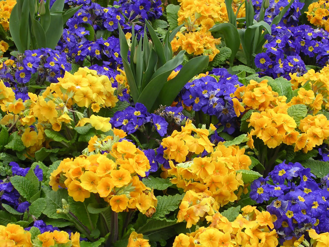 Primroses on the site