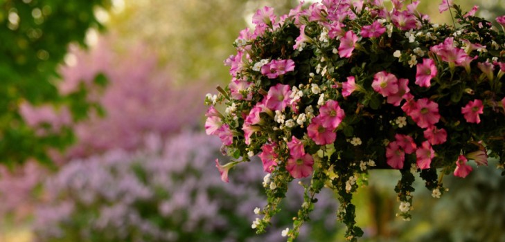 Planting petunia and caring for her
