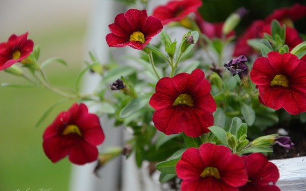 Planting petunia and caring for her
