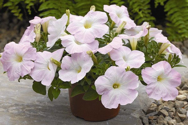 Planting petunia and caring for her