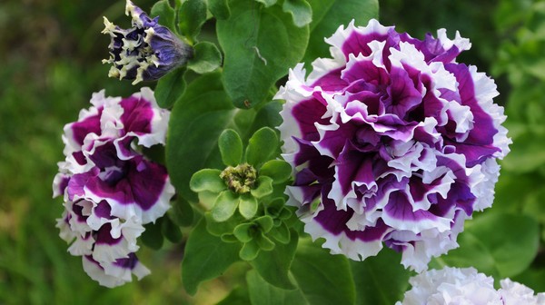 Planting petunia and caring for her