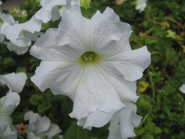 Planting petunia and caring for her