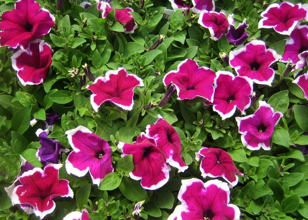 Planting petunia and caring for her