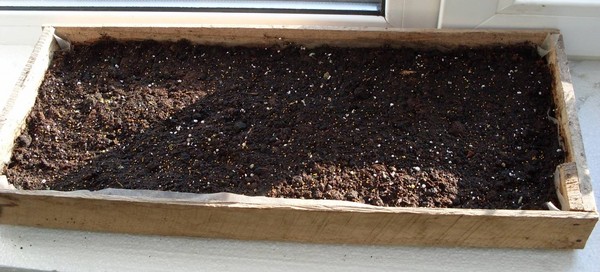 Planting petunia and caring for her