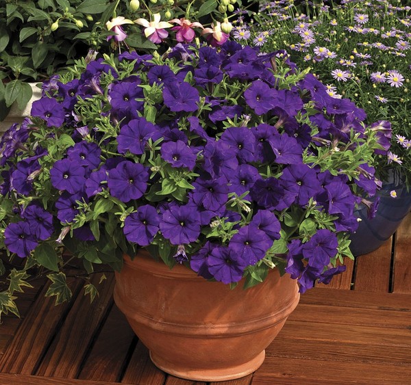 Planting petunia and caring for her