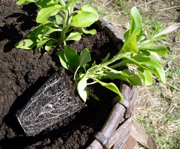 Planting petunia and caring for her