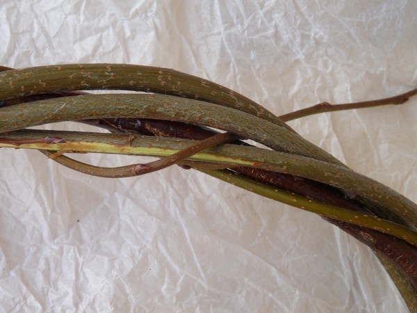 Weaving from the Vine