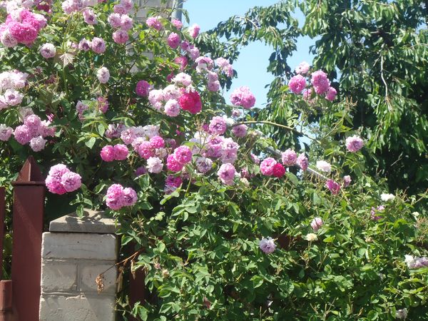 Planting and care for the climbing rose