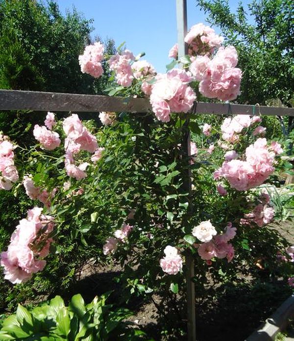 Planting and care for the climbing rose