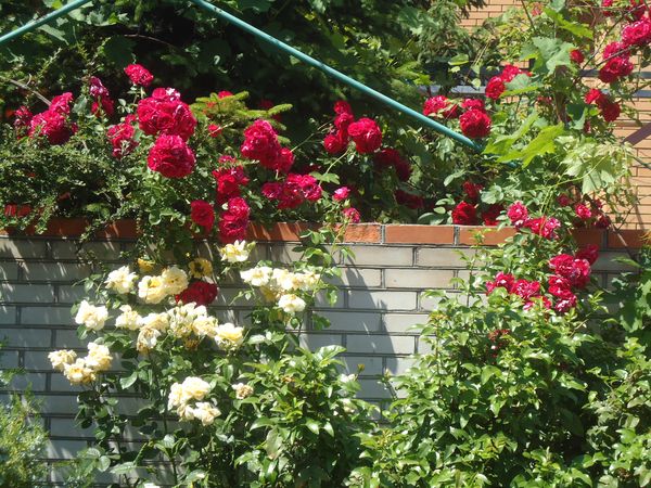 Planting and care for the climbing rose