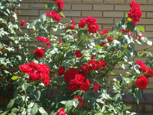 Planting and care for the climbing rose