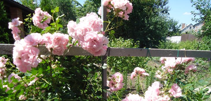 Planting and care for the climbing rose