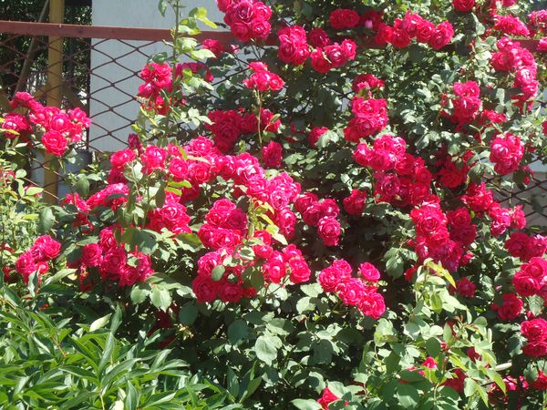 Planting and care for the climbing rose