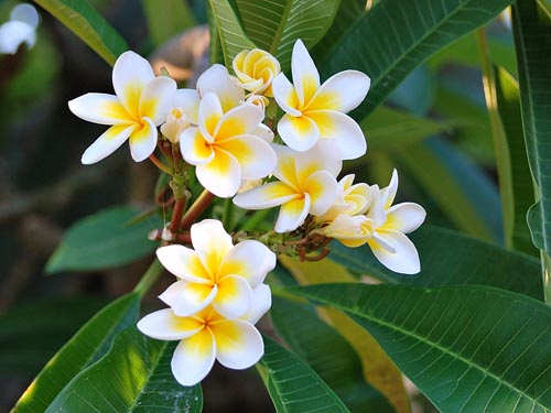 Reproduction of plumeria