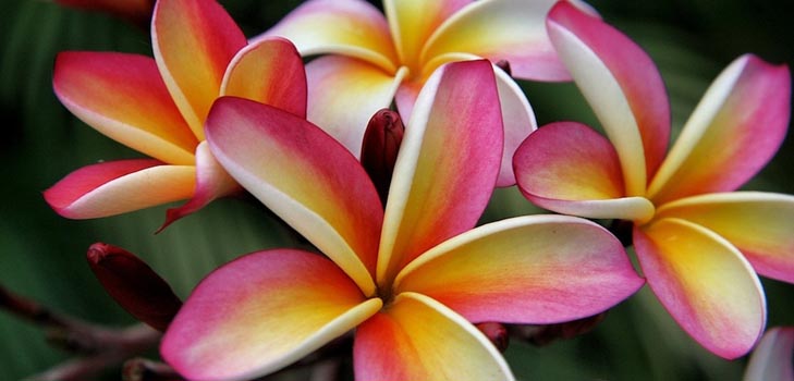 Plumeria: photo and care at home