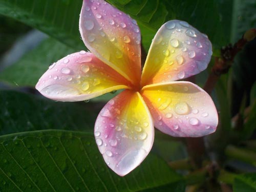 Care for the plumery in the home