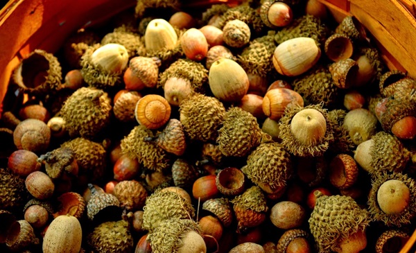 Crafts from chestnuts on the theme of Autumn