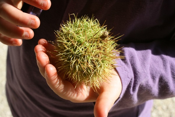 Crafts from chestnuts on the theme of Autumn