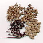 Preparation of seeds for sowing Preparation of seeds for sowing