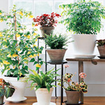 Useful houseplants