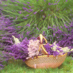 Useful plants in the garden Useful plants in the garden