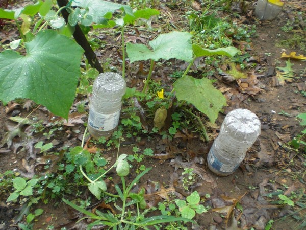 Gimmicks gardener: the rules of watering cucumbers in the open ground and the greenhouse
