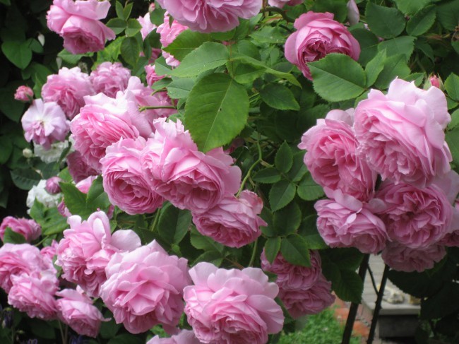 Watering roses: how to water roses?