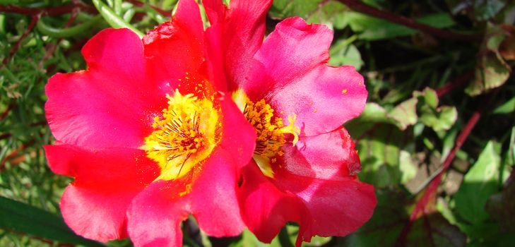 How to plant and grow portolacus