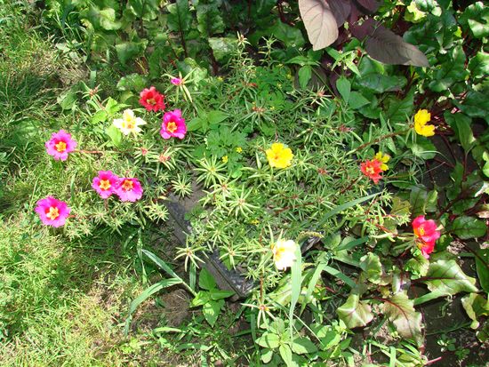 How to plant and grow portolacus