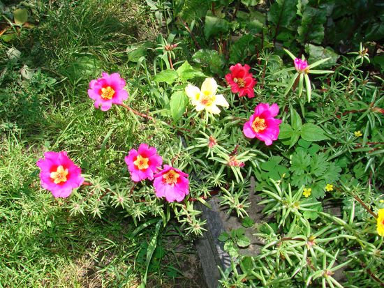 How to plant and grow portolacus