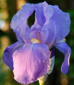 Planting irises Planting irises