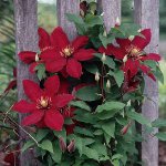 Clematis planting Clematis planting