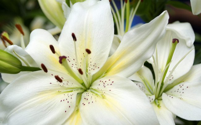 Planting lilies