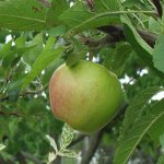 Planting an apple tree Planting an apple tree