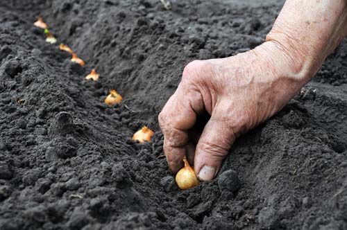 Sowing calendar 2015: we plan to work from January to December