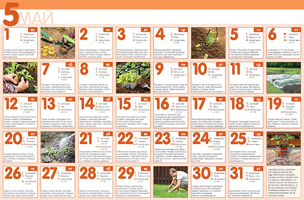 Seeding calendar for May 2017 - for a horticulturist, gardener, flower grower - lunar for phases, in the table