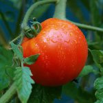 Correct watering of tomatoes Correct watering of tomatoes