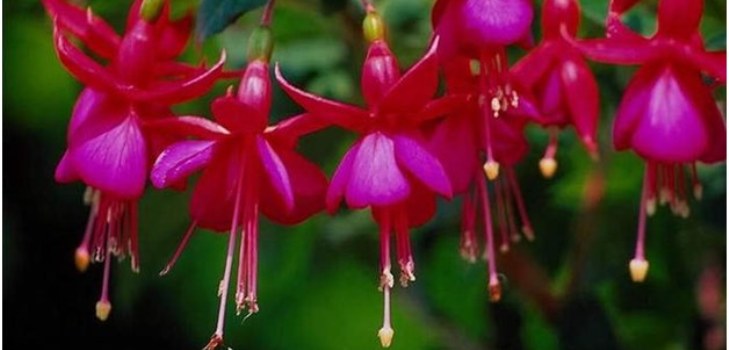 flowers fuchsia