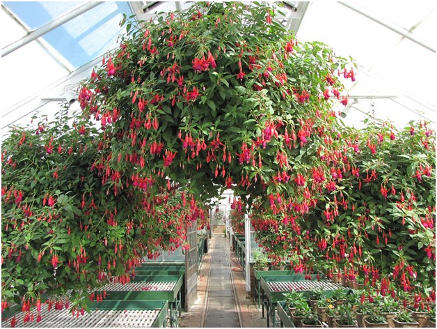 fuchsia in the greenhouse