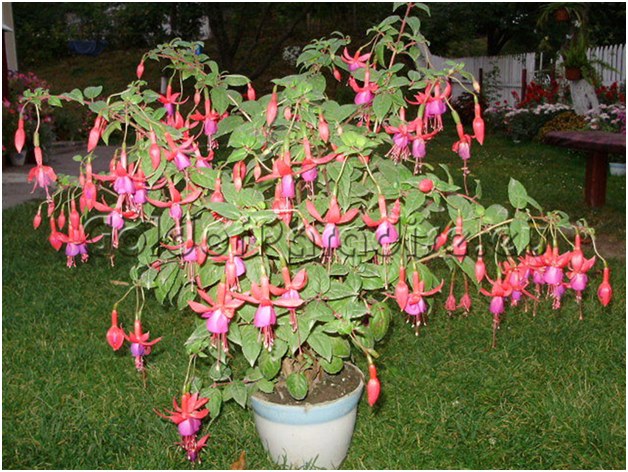 fuchsia in a tub