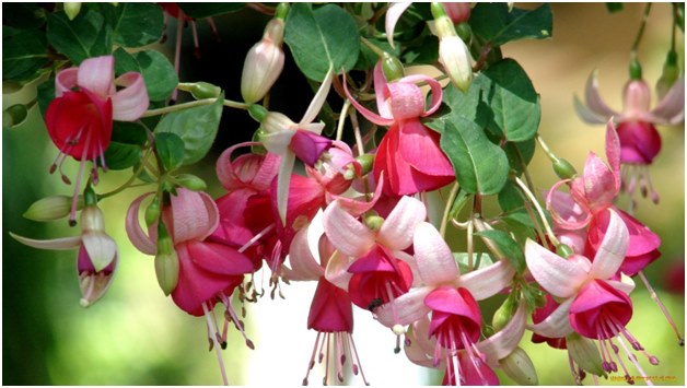 Proper care for fuchsia