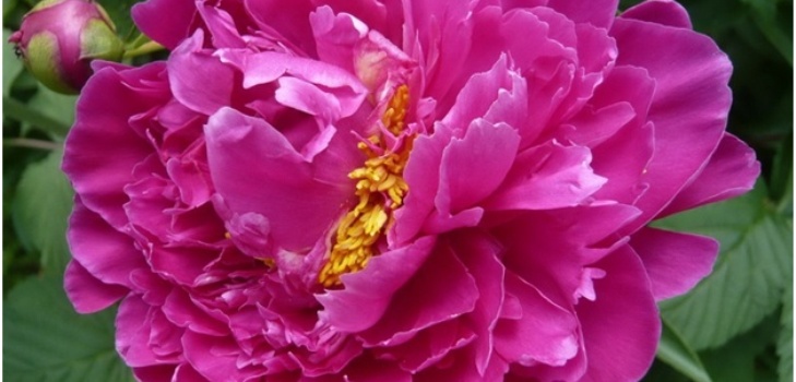 beautiful peony
