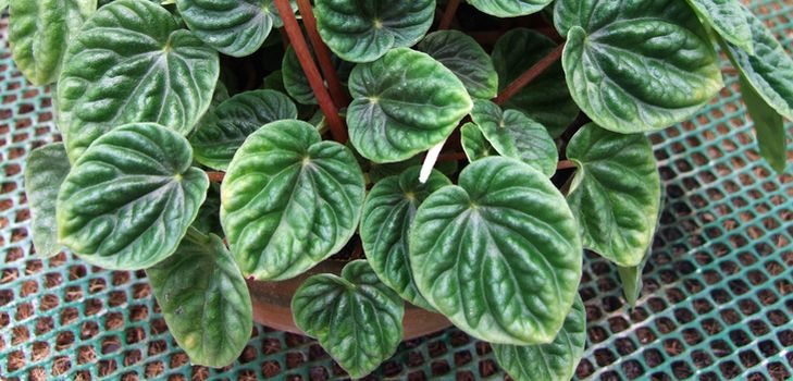 Care for pyperium