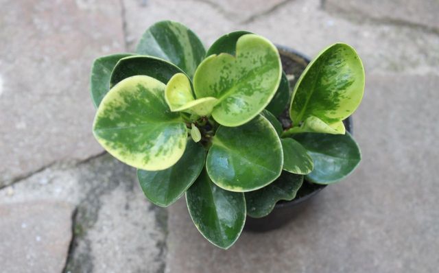 Beautiful peperomy - simple care at home (photo, video)
