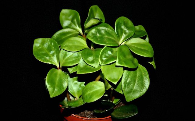 Care for pyperium