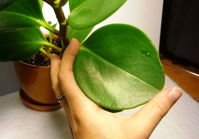 Care for pyperium
