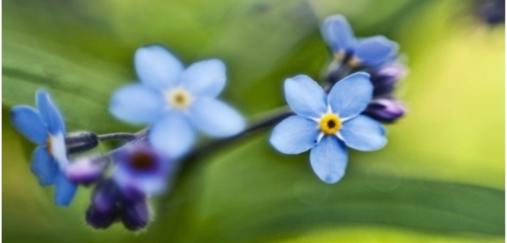 beautiful flower