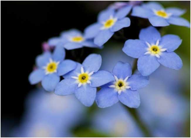 many forget-me-nots