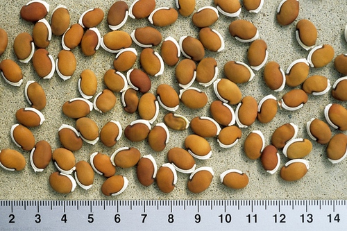 Seedlings of squash, eggplant eggplant